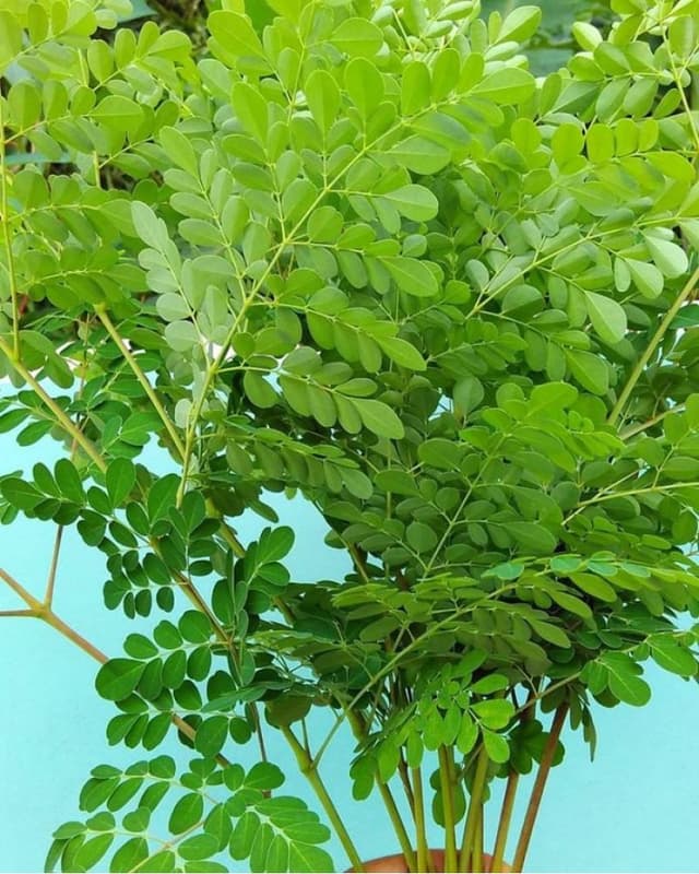 Moringa Leaves