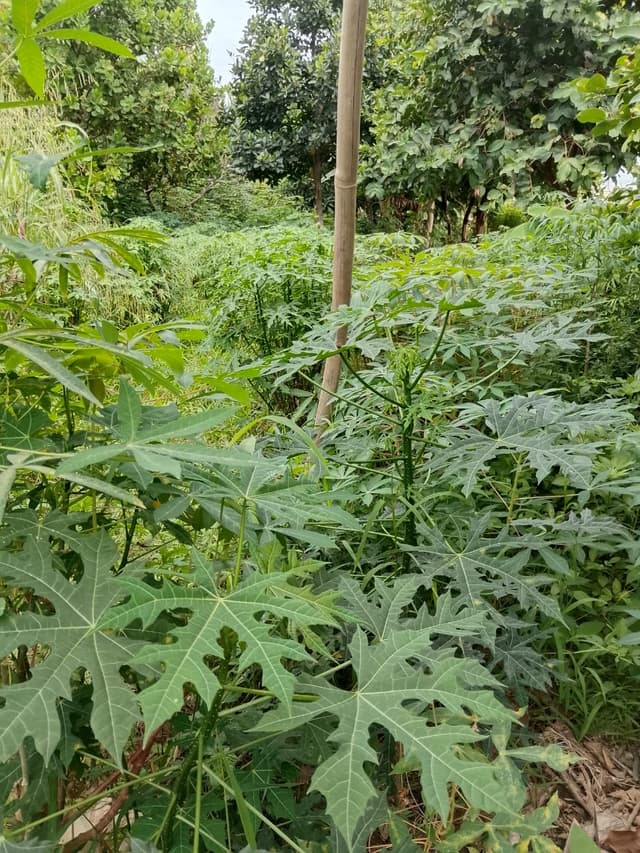 Papaya Leaves